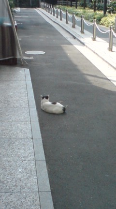 080806_ねこ